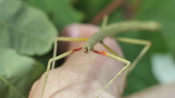 Stick Insect Medauroidea Extradentata Familia Phasmatidae Disfraza Rama Alimenta Plantas — Vídeos de Stock