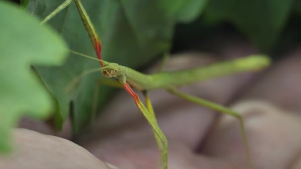 Colar Inseto Medauroidea Extradentata Família Phasmatidae Disfarça Como Ramo Alimenta — Vídeo de Stock