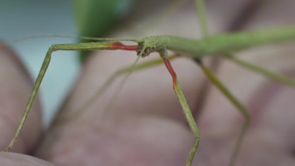 Stockinsekt Medauroidea Extradentata Familie Phasmatidae Verkleidet Sich Als Zweig Sie — Stockvideo