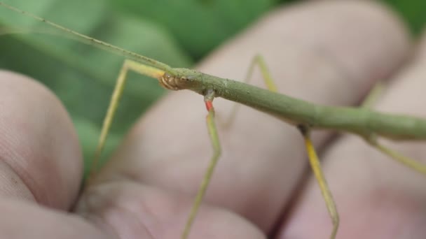 Insetto Bastone Medauroidea Extradentata Famiglia Phasmatidae Traveste Ramo Nutre Piante — Video Stock