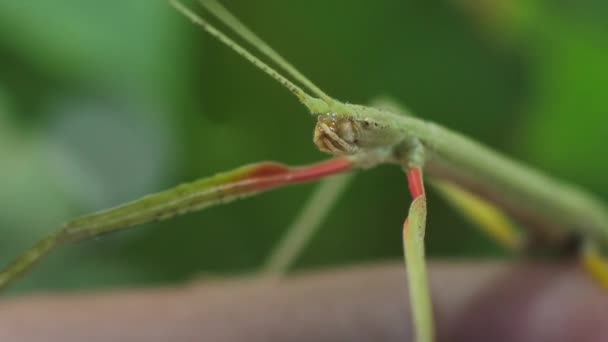 Stick Insekten Medauroidea Extradentata Familjen Phasmatidae Förklädnad Sig Som Gren — Stockvideo