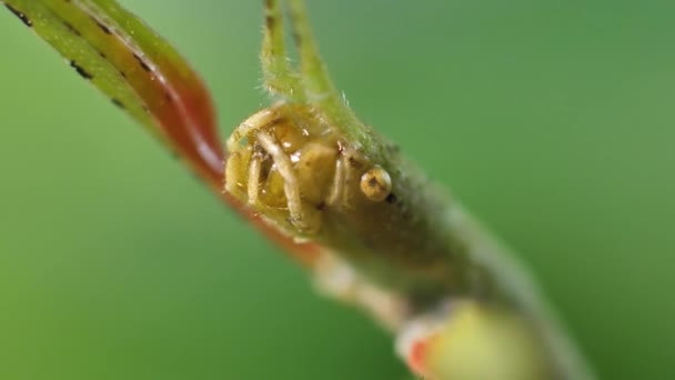昆虫をスティックMedauroidee Exdata ファミリーPhasmatdae 枝として自分自身をDisguise 植物に餌をやる — ストック動画