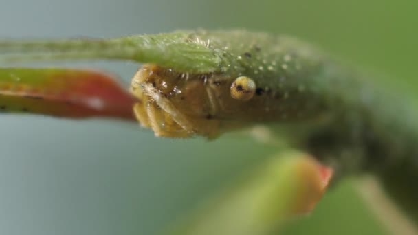 Kij Insekt Medauroidea Extradentata Rodzina Phasmatidae Przebiera Się Gałąź Żywi — Wideo stockowe