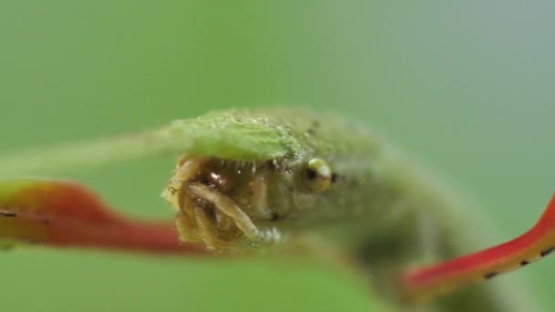 Stick Hmyz Medauroidea Extradentata Rod Phasmatidae Převléká Větev Živí Rostlinami — Stock video