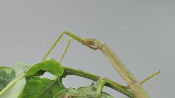 Stick Insekten Medauroidea Extradentata Familjen Phasmatidae Förklädnad Sig Som Gren — Stockvideo