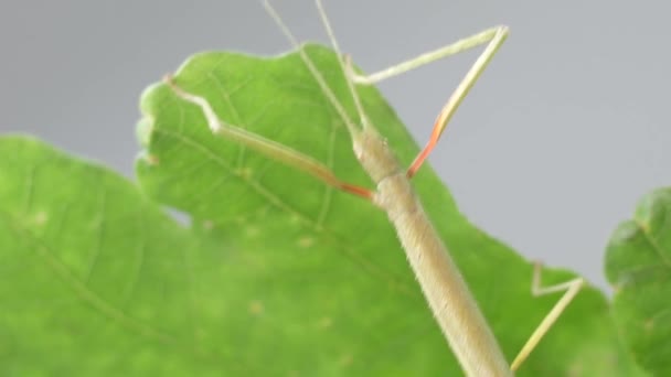 昆虫をスティックMedauroidee Exdata ファミリーPhasmatdae 枝として自分自身をDisguise 植物に餌をやる — ストック動画