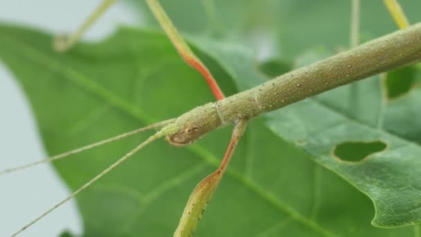 Stick Insect Medauroidea Extradentata Familie Phasmatidae Vermomt Zich Als Een — Stockvideo