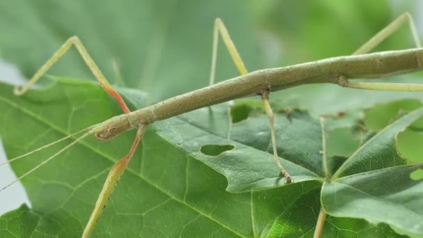 Insetto Bastone Medauroidea Extradentata Famiglia Phasmatidae Traveste Ramo Nutre Piante — Video Stock