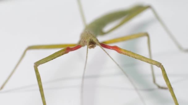 Stick Insekten Medauroidea Extradentata Familjen Phasmatidae Förklädnad Sig Som Gren — Stockvideo