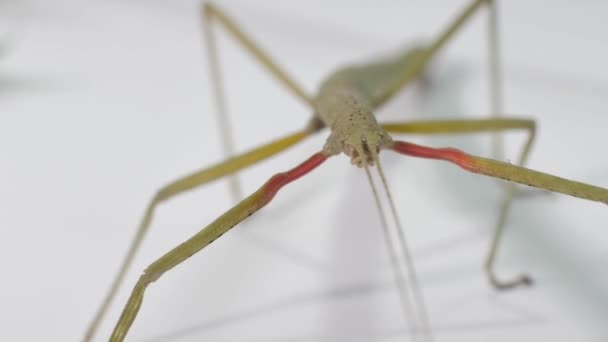 Stick Hmyz Medauroidea Extradentata Rod Phasmatidae Převléká Větev Živí Rostlinami — Stock video