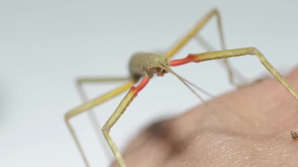 Stick Insect Medauroidea Extradentata Familia Phasmatidae Disfraza Rama Alimenta Plantas — Vídeos de Stock