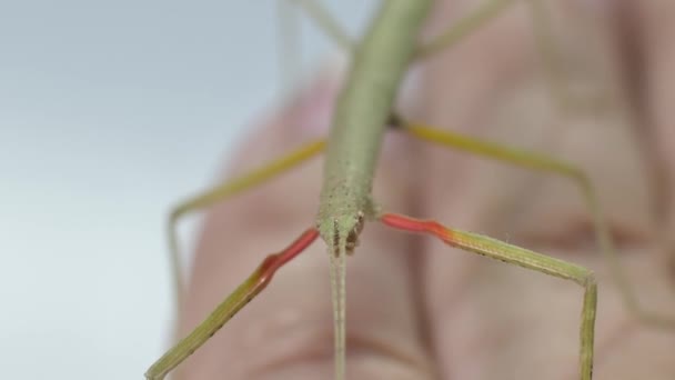 Stick Hmyz Medauroidea Extradentata Rod Phasmatidae Převléká Větev Živí Rostlinami — Stock video