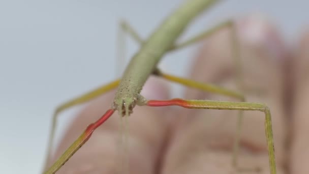 Stick Insect Medauroidea Extradentata Family Phasmatidae Disguises Itself Branch Feeds — 비디오