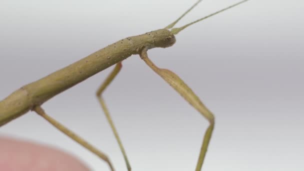 Stick Insect Medauroidea Extradentata Family Phasmatidae Disguises Itself Branch Feeds — 비디오