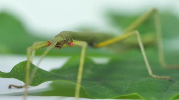 Насекомое Medauroidea Extradentata Семейство Phasmatidae Маскируется Ветку Питается Растениями — стоковое видео