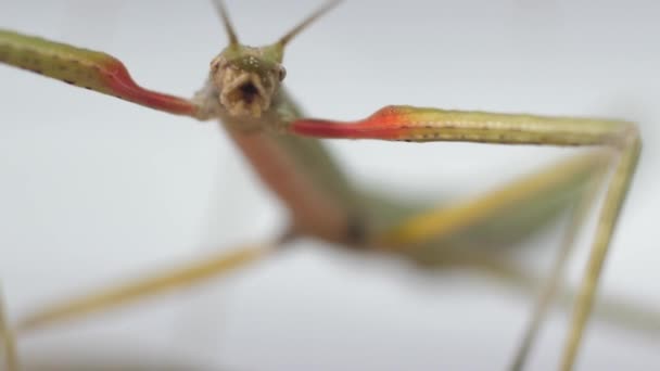 Stick Insect Medauroidea Extradentata Familia Phasmatidae Disfraza Rama Alimenta Plantas — Vídeos de Stock