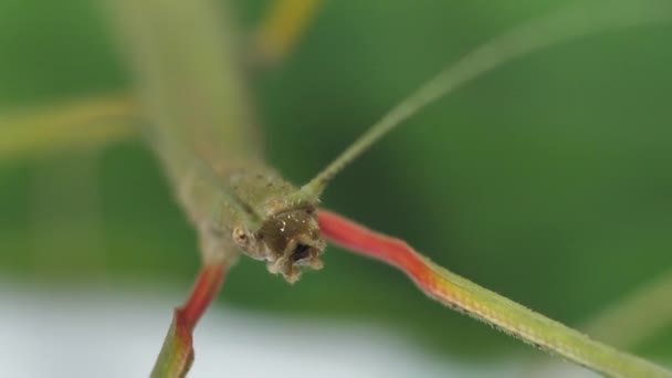Stick Insecta Medauroidea Extradentata Familia Phasmatidae Deghizează Ramură Hrănește Plante — Videoclip de stoc