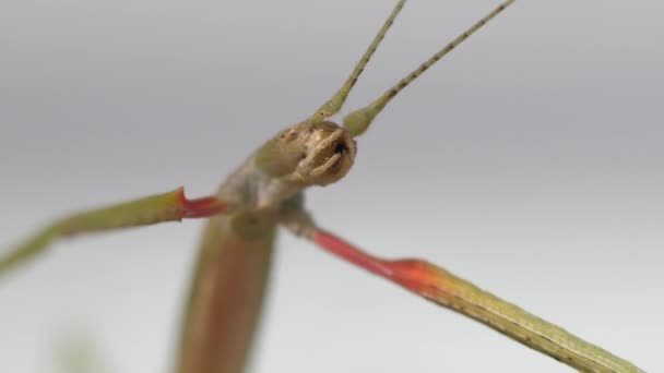 Stick Insect Medauroidea Extradentata Familia Phasmatidae Disfraza Rama Alimenta Plantas — Vídeos de Stock