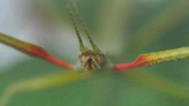 Stick Insect Medauroidea Extradentata Familie Phasmatidae Vermomt Zich Als Een — Stockvideo