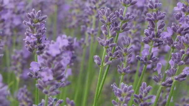 Lavendelblüten Aus Nächster Nähe Lavendelblüten Werden Auf Wiesen Angebaut — Stockvideo
