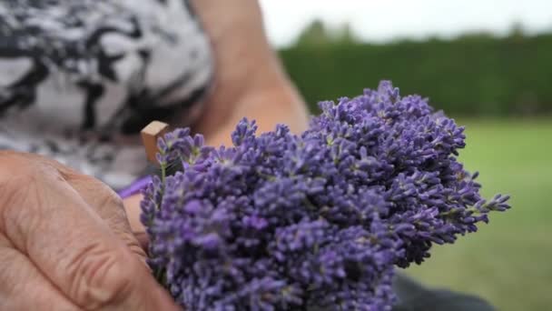 Les Fleurs Lavande Sont Utilisées Pour Les Bouquets Une Femme — Video