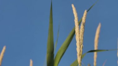 Kuru otlar mavi gökyüzünde yavaşça hareket eder..