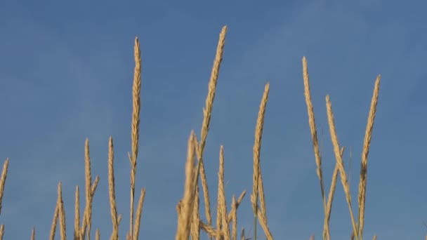 Suchá Tráva Pomalu Pohybuje Modré Obloze — Stock video