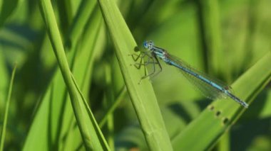  Yusufçuk yeşil çimen sapında oturur.