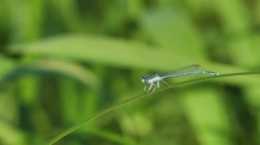  Yusufçuk yeşil çimen sapında oturur.