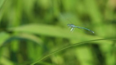  Yusufçuk yeşil çimen sapında oturur.