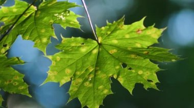 Sonbahar ağacı gün batımında ayrılır, yakın plan.