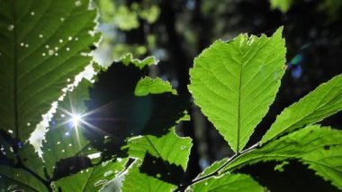 Sonbahar ağacı gün batımında ayrılır, yakın plan.