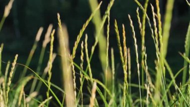 Nehir kenarındaki yeşil keskin çimenler rüzgarda hafifçe hareket eder.