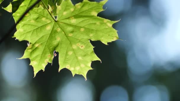 Hojas Árboles Otoño Atardecer Primer Plano — Vídeo de stock