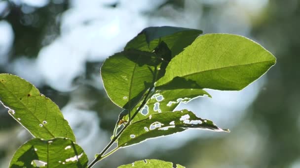 Feuilles Arbre Automne Coucher Soleil Gros Plan — Video