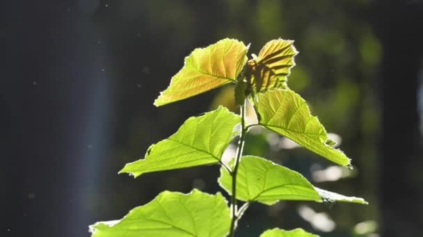 Höstträd Löv Vid Solnedgången Närbild — Stockvideo