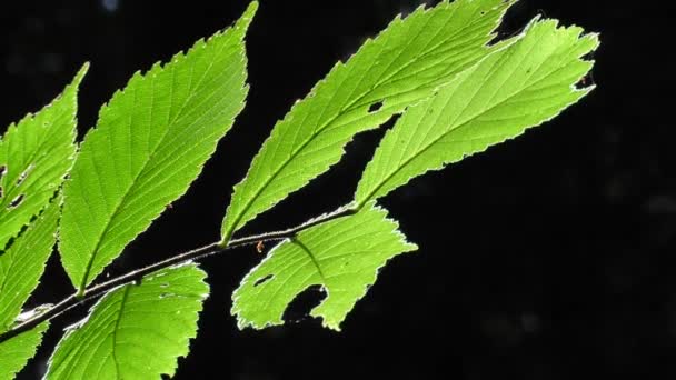 Feuilles Arbre Automne Coucher Soleil Gros Plan — Video