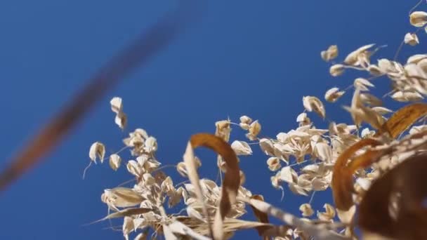 Avena Sobre Fondo Azul Harina Avena Otoño — Vídeo de stock