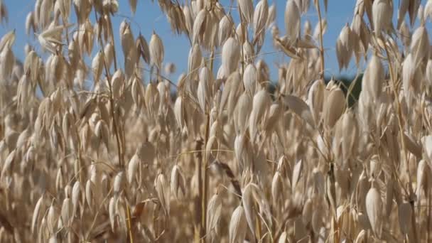 Hafer Auf Blauem Grund Haferflocken Herbst — Stockvideo