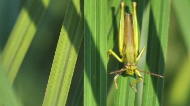 Grasshopper Sits Stalk Green Grass — Stock Video