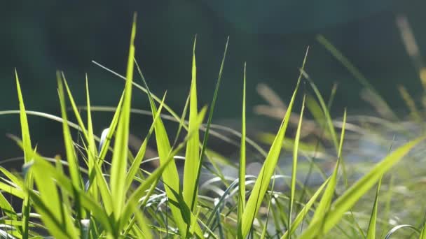 Зелена Гостра Трава Біля Річки Злегка Рухається Вітрі — стокове відео