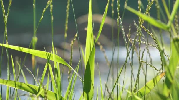 川の緑の鋭い草が風にわずかに動く — ストック動画