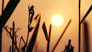Ateş dumanının içinden gün batımı. Sinemada bulanık ortam. Çok fazla duman ve toz var. Sıcak hava gün batımında titreşir.