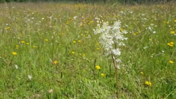 草原の花の生物多様性 花の草原を歩く — ストック動画