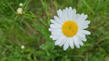 Papatya çiçeği rüzgarda güzel hareket eder. Güzel çiçekli çayır