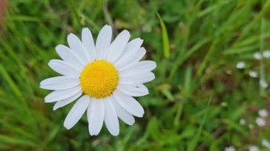 Papatya çiçeği rüzgarda güzel hareket eder. Güzel çiçekli çayır