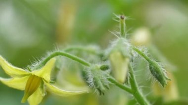 Domates çiçekleri serada güzel çiçek açar.