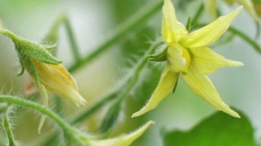 Domates çiçekleri serada güzel çiçek açar.