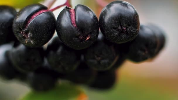 Chokeberry Ramo Com Folhas Verdes Deliciosas Bagas Outono — Vídeo de Stock