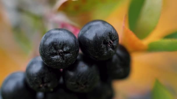 Chokeberry Sur Une Branche Aux Feuilles Vertes Délicieuses Baies Automne — Video